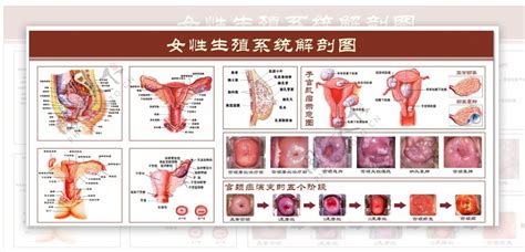 女人的阴|女性生殖结构：